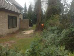 Bomen rooien goes